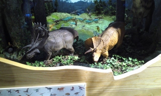 IMG_20130119_121914.jpg